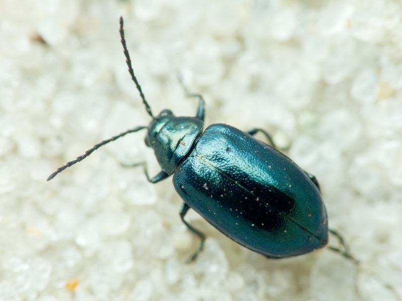 Altica Geoffroy, 1762